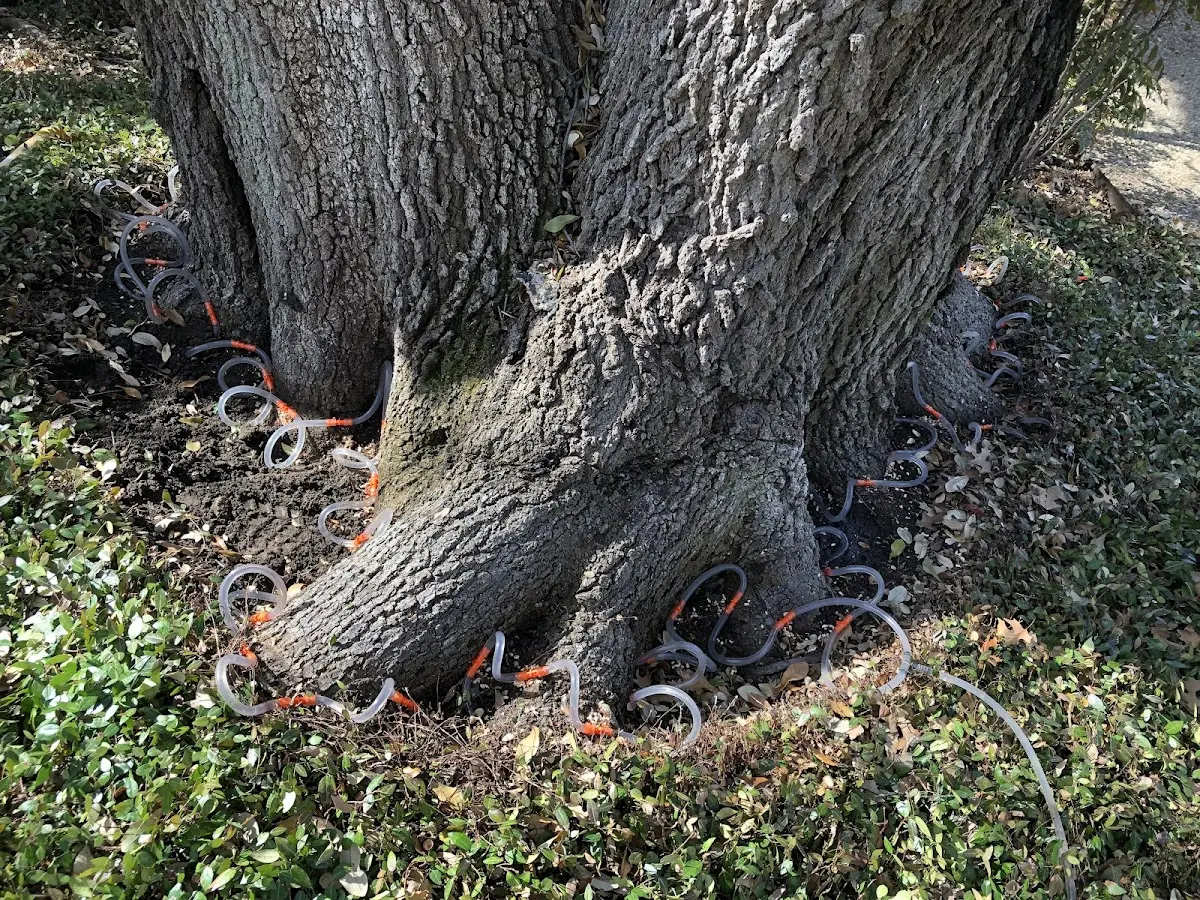 Detailed Tree Cabling and Bracing job site in Walpole