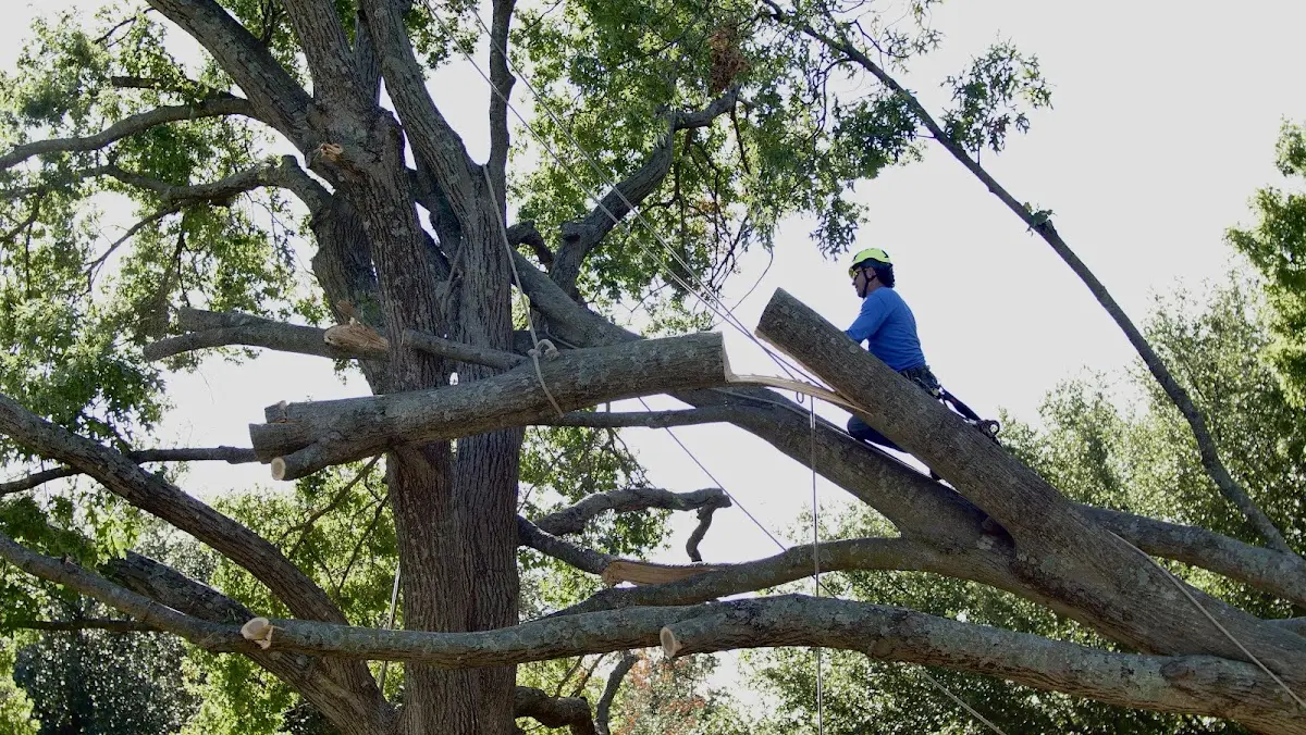 Professional Crown Thinning performed by certified arborists in Walpole